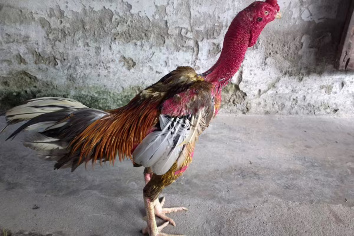 Cần nắm rõ và đánh giá các đặc điểm của vảy gà