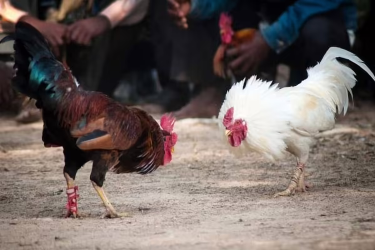 Cần nắm rõ luật chơi đá gà Campuchia