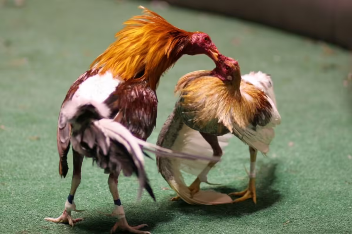 Có hai hình thức chơi đá gà Campuchia phổ biến