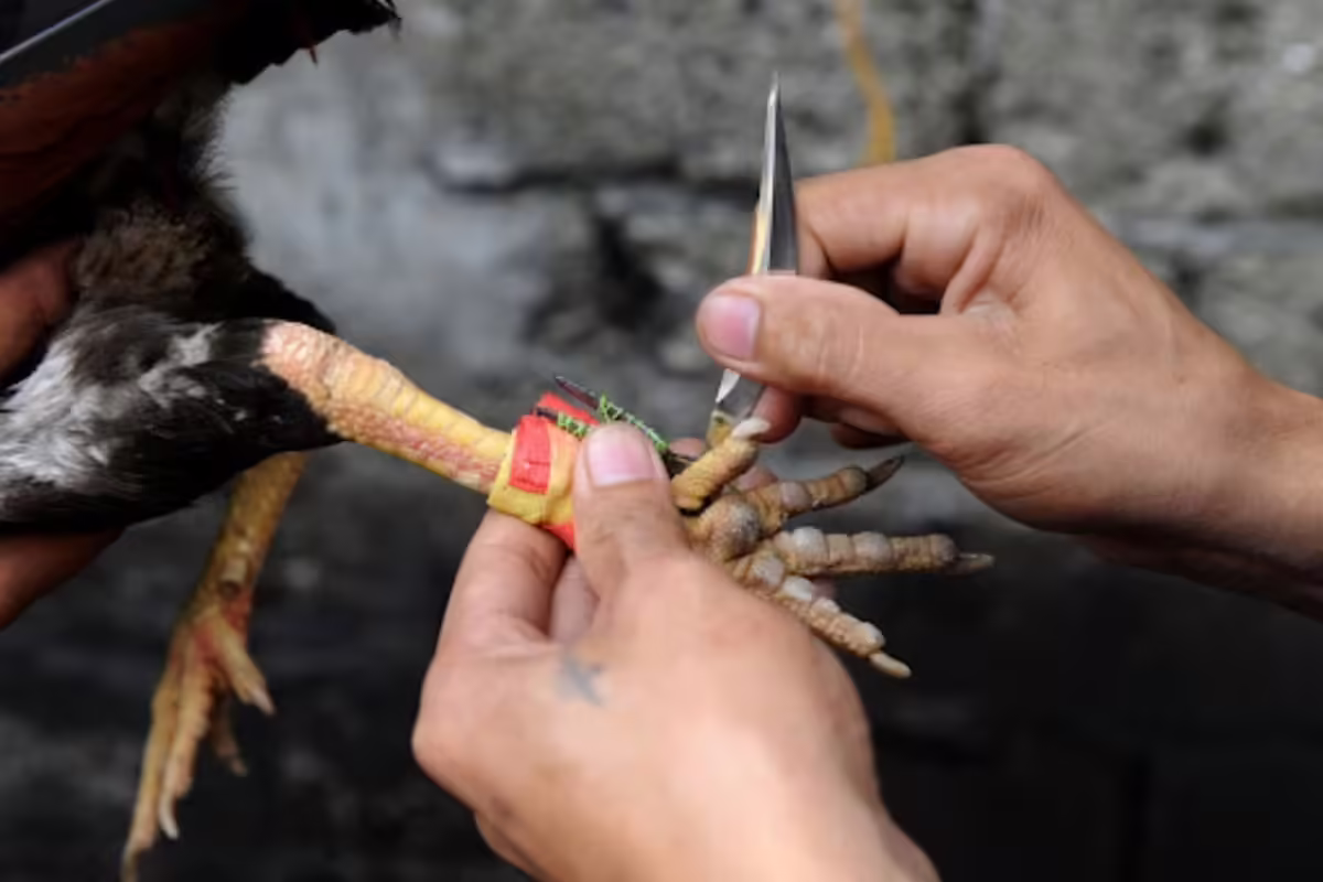 Chắc chắn chiến kê của bạn ổn để đảm bảo quyền lợi