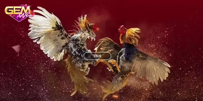 Giao diện chơi đá gà trực tuyến tại Gemwin